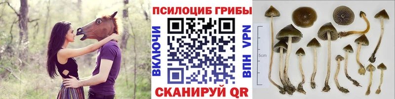 наркотики мега зеркало Псилоцибиновые грибы Magic Shrooms Мензелинск
